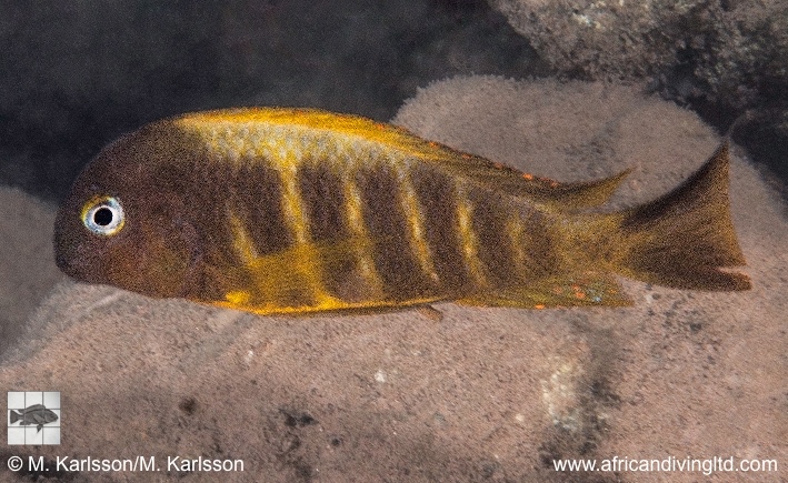 Tropheus brichardi 'Moyobozi (South)'
